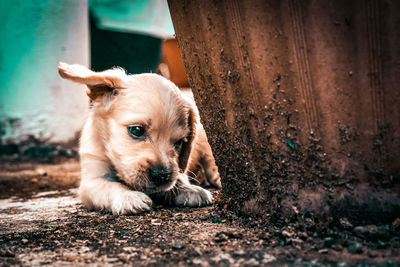 Portrait of a dog