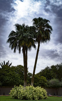 Low angle view of palm trees against sky