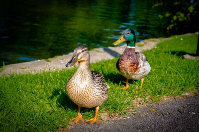 Close-up of ducks perching on grass by lake