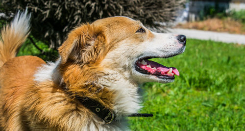 Close-up of dog looking away