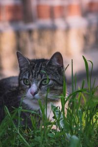 Portrait of a cat