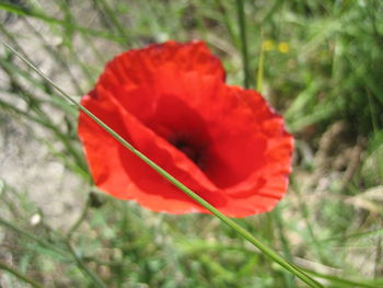 Close-up of red flower blooming outdoors