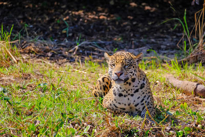 Tiger in a field