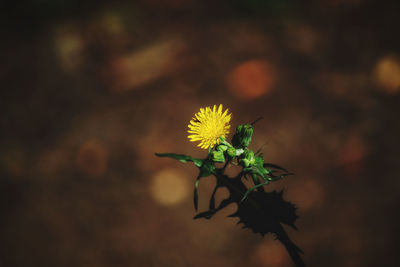 Close-up of flowering plant