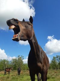 Horses in a field