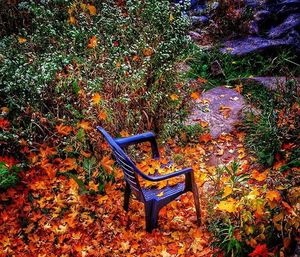 Empty bench in park