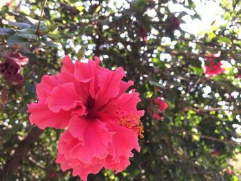 Close-up of pink flowers