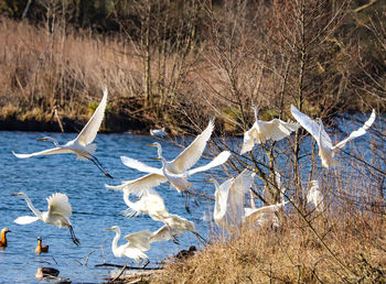 Seagulls flying over lake