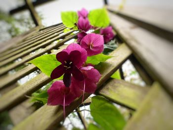 High angle view of pink flowers