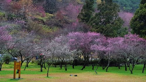 Trees growing in park