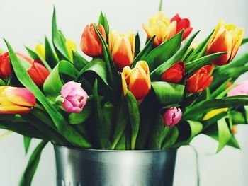 Close-up of tulip flowers in vase