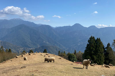 View of sheep on a field