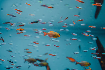 Close up view of fish swimming in sea.