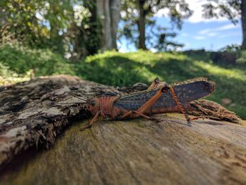 Close-up of lizard on tree trunk