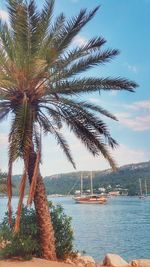 Palm trees by sea against sky