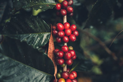 Close-up of red berries growing on coffee plant