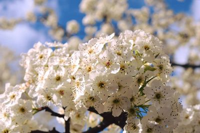 Close-up of apple blossoms in spring
