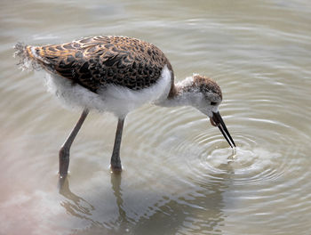 Close-up of bird in lake