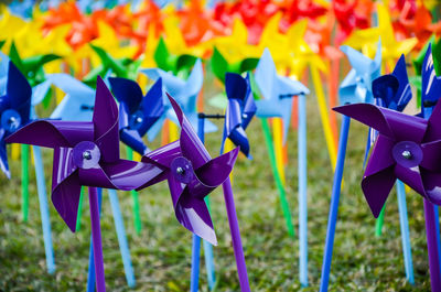 Close-up of multi colored flowers on field