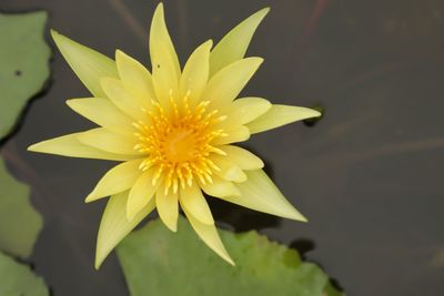 Close-up of yellow flower