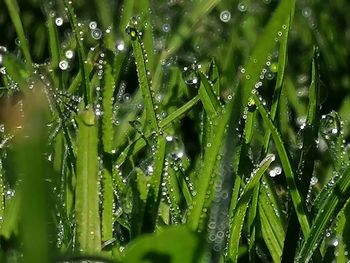 Close-up of wet leaves on rainy day