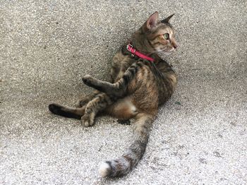 High angle view of cat sitting on road