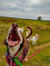 View of a dog on field