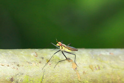 Close-up of ant on leaf