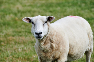 Portrait of sheep standing on field and looking directly in the lens of the camera