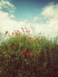 Red poppy flowers on field against sky