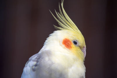 Close-up of a bird