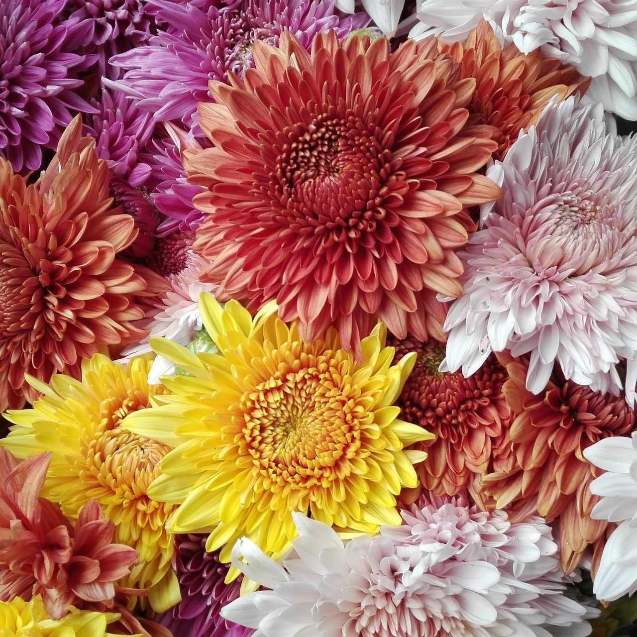 flower, fragility, flower head, freshness, beauty in nature, petal, nature, chrysanthemum, yellow, outdoors, no people, close-up, plant, gerbera daisy, pollen, blooming, day, dahlia