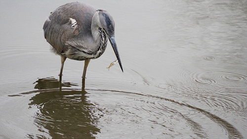 View of a bird drinking water