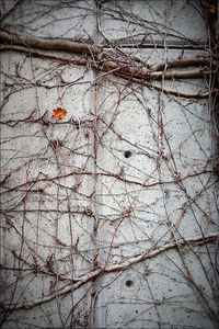 Bare trees against sky