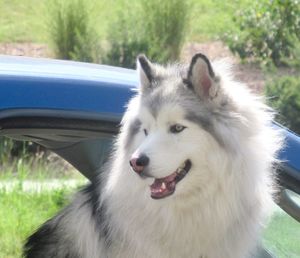 Close-up of dog looking away