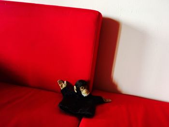 Portrait of red cat on sofa against wall