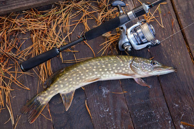 High angle view of fish