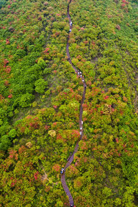 High angle view of trees in forest