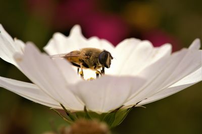 Close-up of insect pollinating on flower