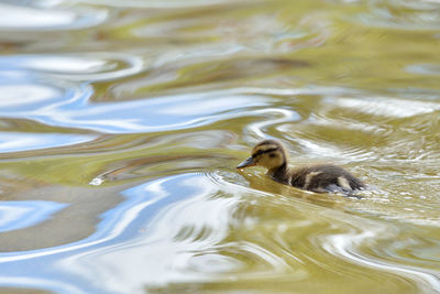 Little duckling swims in a pond