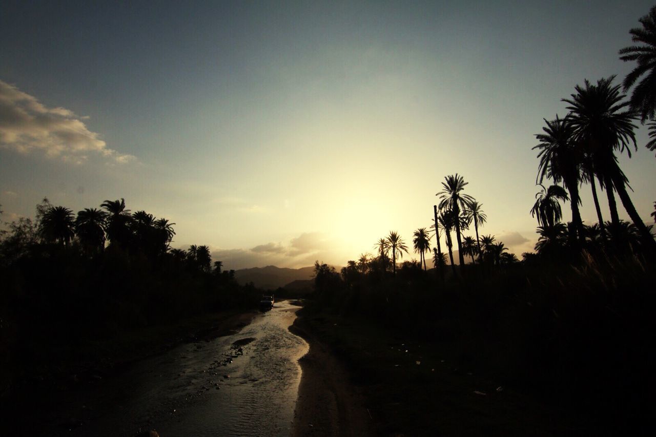 palm tree, sunset, tree, sky, tranquility, tranquil scene, beach, sea, scenics, silhouette, beauty in nature, nature, water, horizon over water, growth, shore, road, sunlight, idyllic, cloud - sky