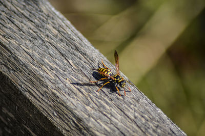 Close-up of grasshopper on wood