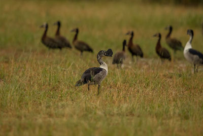 Ducks standing on grassy land