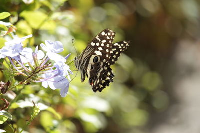 Close-up of butterfly pollinating on flower