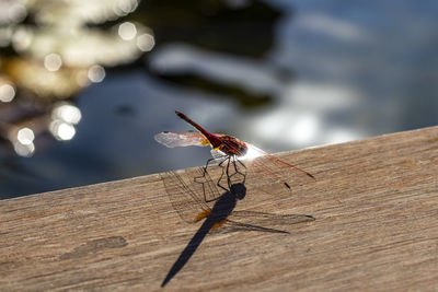 Close-up of dragonfly on wooden table