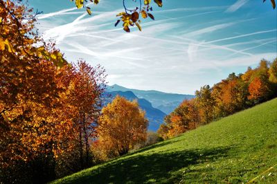 Close-up of trees against sky