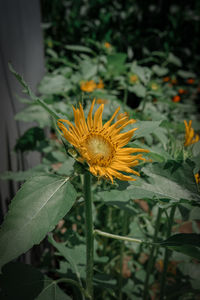 Close-up of yellow flower on plant