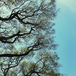 Low angle view of tree against clear sky