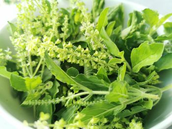 Close-up of green leaves