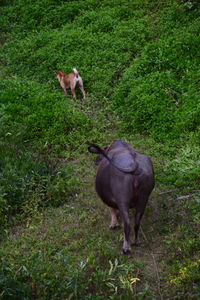 View of a dog on field